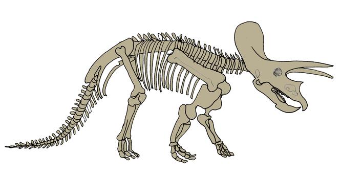 Triceratops Triceratops